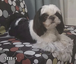 Milo il cane protagonista dell'episodio di esclusione sociale e discriminante nei confronti degli animali d'affezione e dei loro proprietari